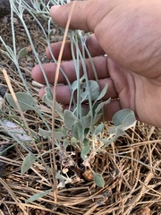 Eriogonum panamintense