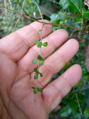 Coprosma rigida