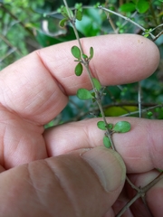 Coprosma rigida