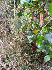 Coprosma rigida