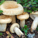 Lactarius tuomikoskii - Photo (c) Federico Calledda, some rights reserved (CC BY-NC), uploaded by Federico Calledda
