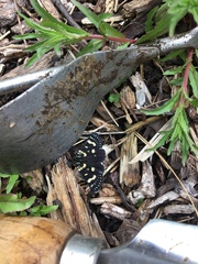 Phalaenoides tristifica