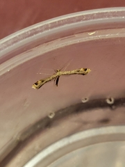 Stenoptilodes brevipennis