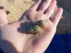 Tritia reticulata