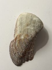 Lamarcka imbricata