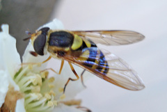 Syrphus knabi