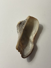 Lamarcka imbricata