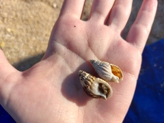 Tritia reticulata