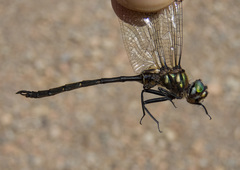 Somatochlora forcipata
