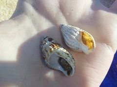 Tritia reticulata