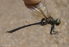 Somatochlora franklini