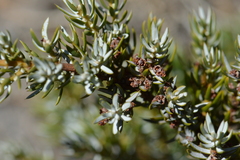 Juniperus communis kelleyi