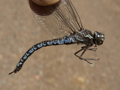 Aeshna sitchensis