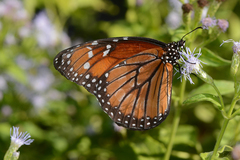 Danaus eresimus montezuma