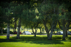 Collybiopsis subpruinosa