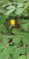 Arachis
