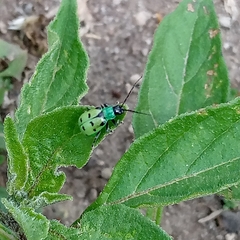 Diabrotica decempunctata