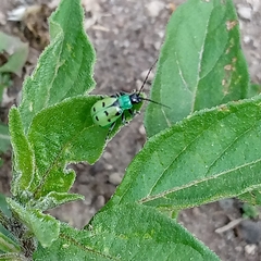 Diabrotica decempunctata