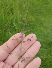 Poa trivialis