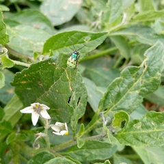 Diabrotica decempunctata