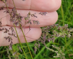 Poa trivialis
