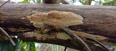 Fungi