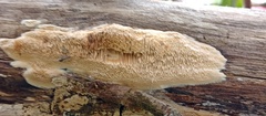 Fungi