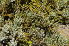 Juniperus communis kelleyi