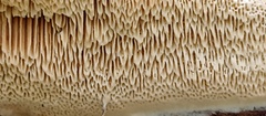 Fungi