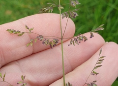 Poa trivialis