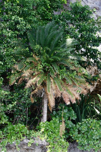 Cycas bougainvilleana