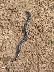 Amphisbaena fuliginosa