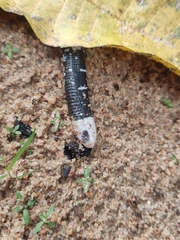 Amphisbaena fuliginosa