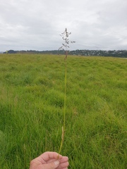 Poa trivialis