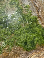 Ulva