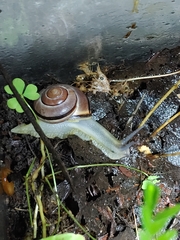 Cepaea nemoralis