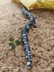 Amphisbaena fuliginosa