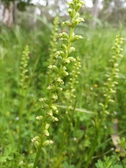 Microtis unifolia