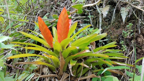 Image of Tillandsia multicaulis by (c) Alan Rockefeller, some rights reserved (CC BY)