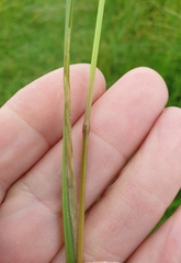 Poa trivialis