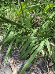 Watsonia meriana