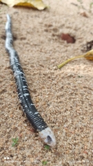Amphisbaena fuliginosa