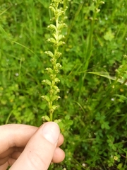 Microtis unifolia