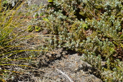 Juniperus communis kelleyi