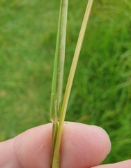 Poa trivialis