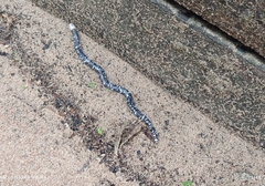 Amphisbaena fuliginosa