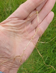 Poa trivialis