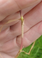 Poa trivialis