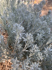 Tetradymia canescens
