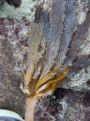 Eisenia arborea